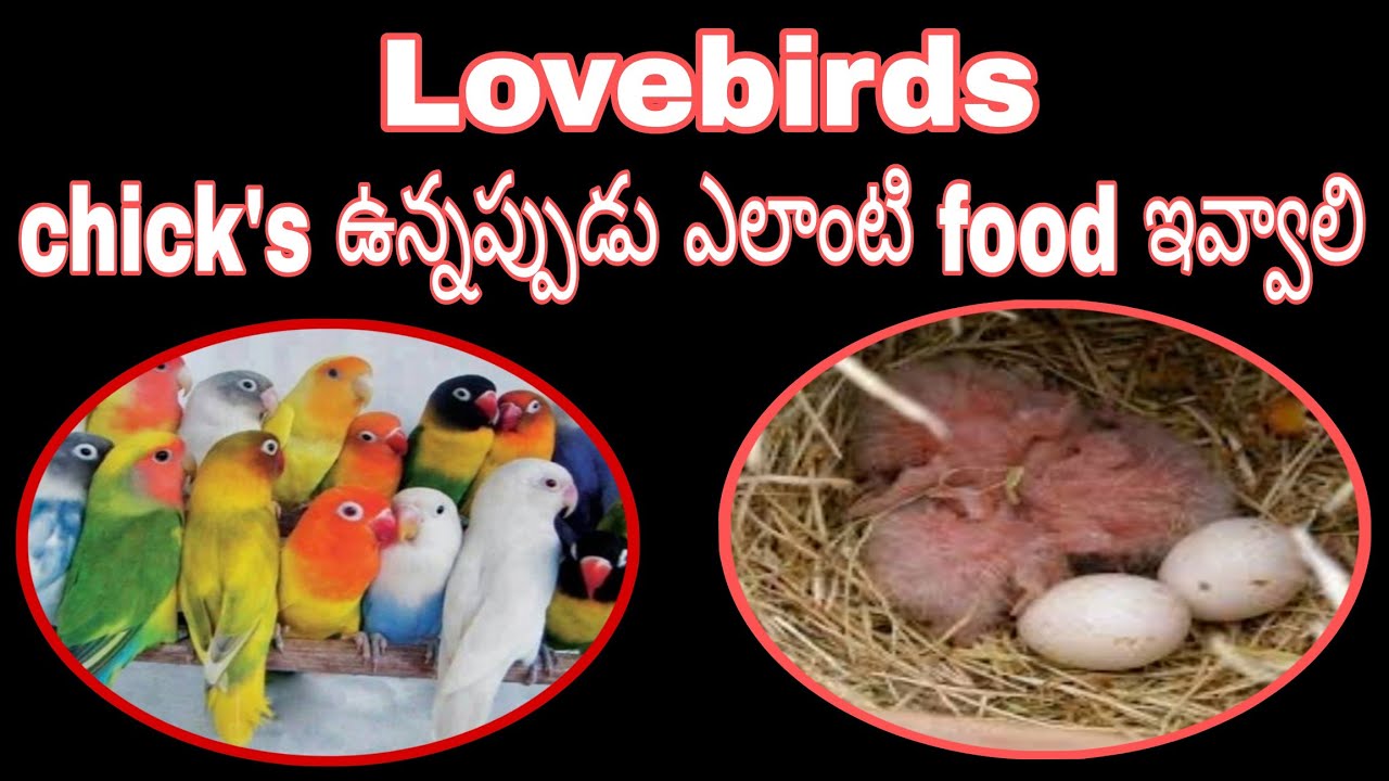 lovebirds chick's ఉన్నప్పుడు ఎలాంటి food ఇవ్వాలి lovebirds food list