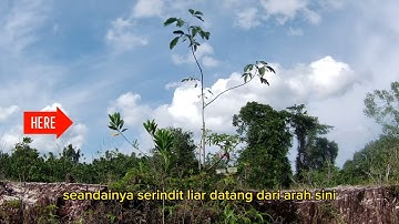 Port 🦜 Pintar & Keras Kepala VS Teknik Combo + Dahan Ranting Tumpang 🎉🤩✨🌟