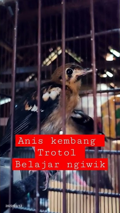 anis kembang trotol belajar ngriwik (ring WWDGK)