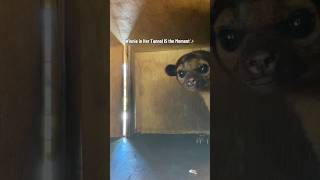 The Winnie update we all need! This lil nub sucker loves her tunnel! #animals #kinkajou