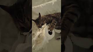 #viral #cat #funny, I let him take his aggression on toilet paper. #funniestvideo