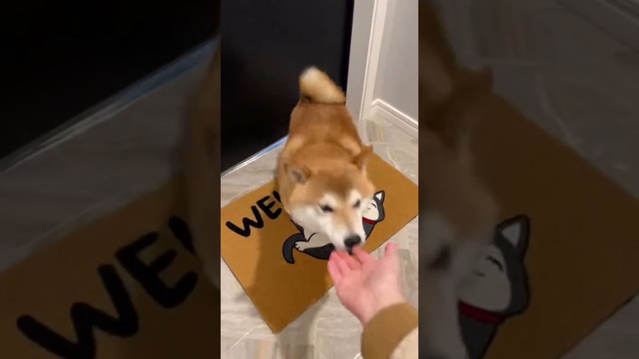 Pranking Your Smug Shiba Caught Off Guard 