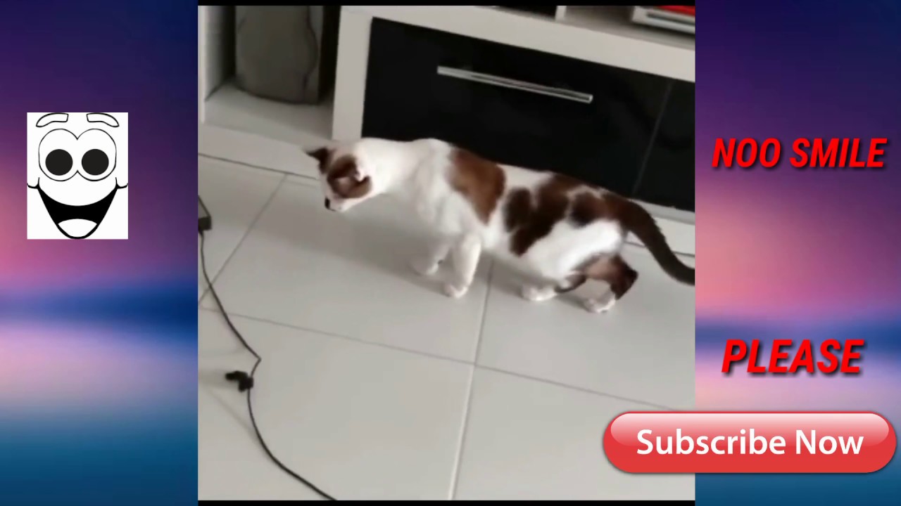 Funny cat and dog HD video Try not to laugh funny cat and dog vines