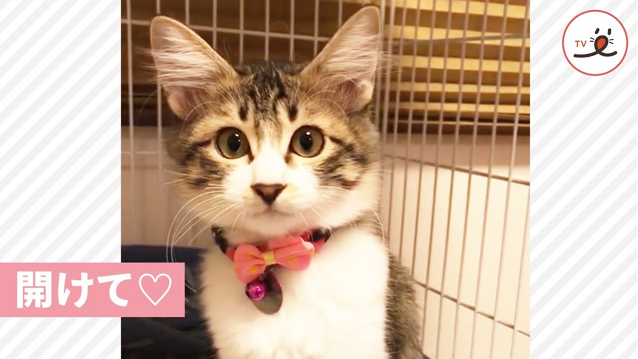 ひいきにする ガイド 心のこもった 可愛い 猫 さん Cevretarihi Org