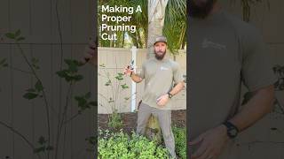 Pruning Tips: Making A Proper Pruning Cut