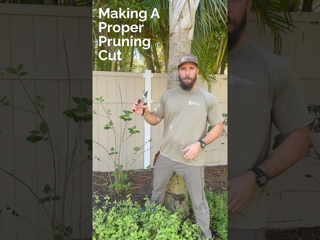 Pruning Tips: Making A Proper Pruning Cut