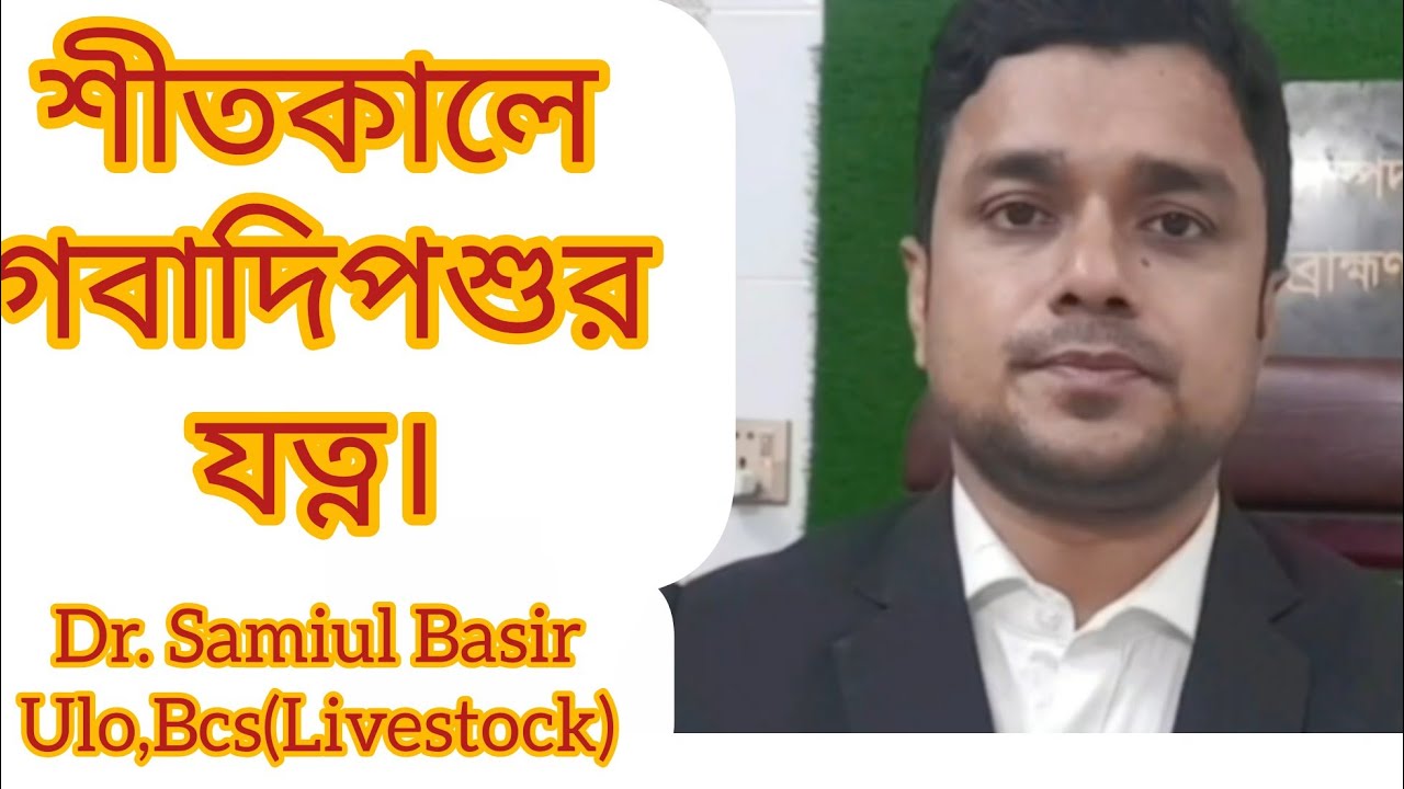 শীতকালে গরুর যত্ন। শীতকালে গবাদিপশুর যত্ন। শীতকালে গরুর পরিচর্যা। 