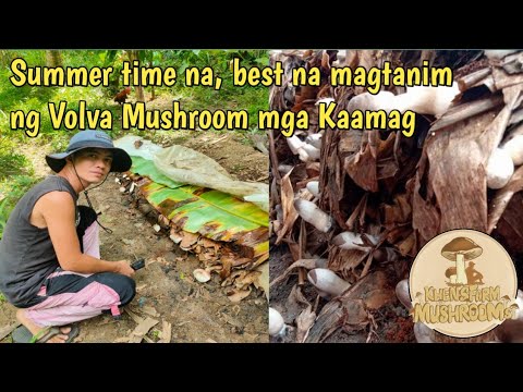 Video: Pagpaparami ng Binhi ng Indigo – Alamin Kung Paano Magtanim ng Mga Binhi ng Indigo