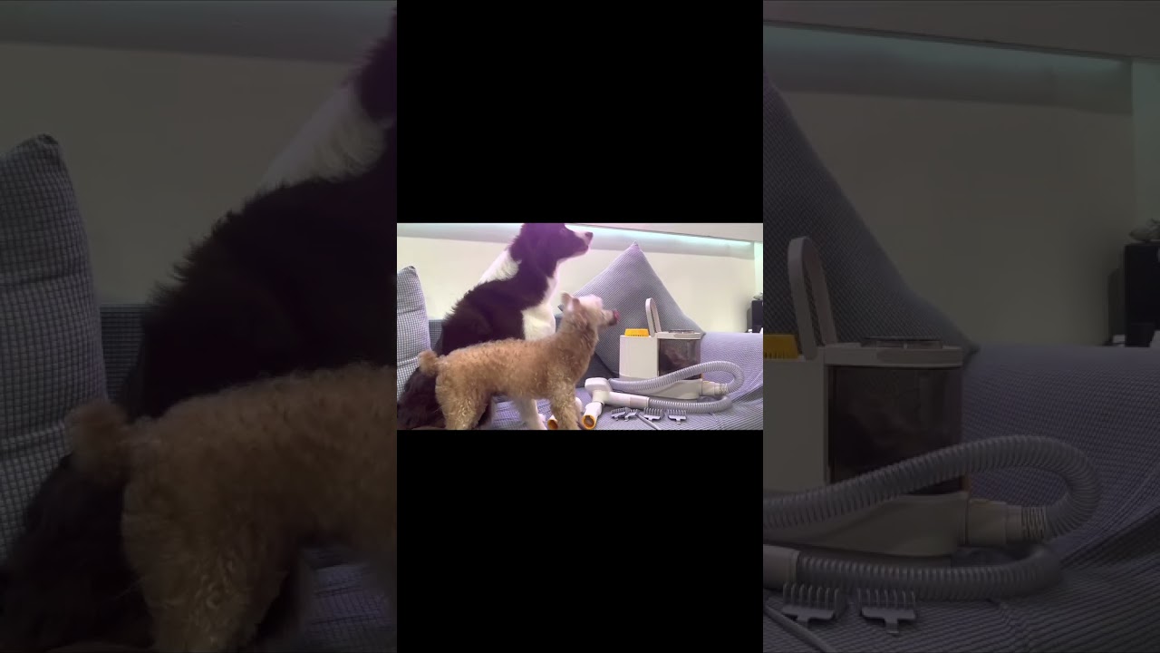 2023 must have pet grooming kit | best pet grooming kit