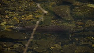 Lagunitas Creek Coho Salmon Footage