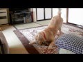 7ヶ月のキャンディ／興奮して遊ぶゴールデンレトリバー