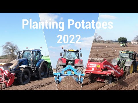 Planting Potatoes 2022 - Red Beech Farm (Plus Interview)