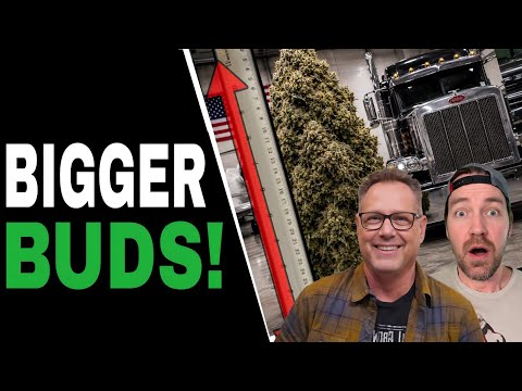 Prune Your Cannabis Plants Like THIS for Bigger, Better Harvests