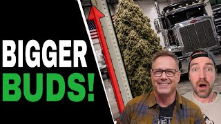 Celebrity Prune Your Cannabis Plants Like THIS for Bigger, Better Harvests Wealth