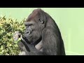 シャバーニ家族 1170 Shabani family gorilla