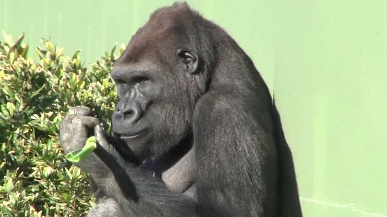 シャバーニ家族 1170 Shabani family gorilla