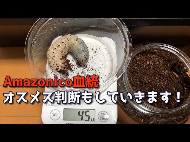 ヘラクレスオオカブト】アマゾニコ血統の幼虫大きくなってるかな