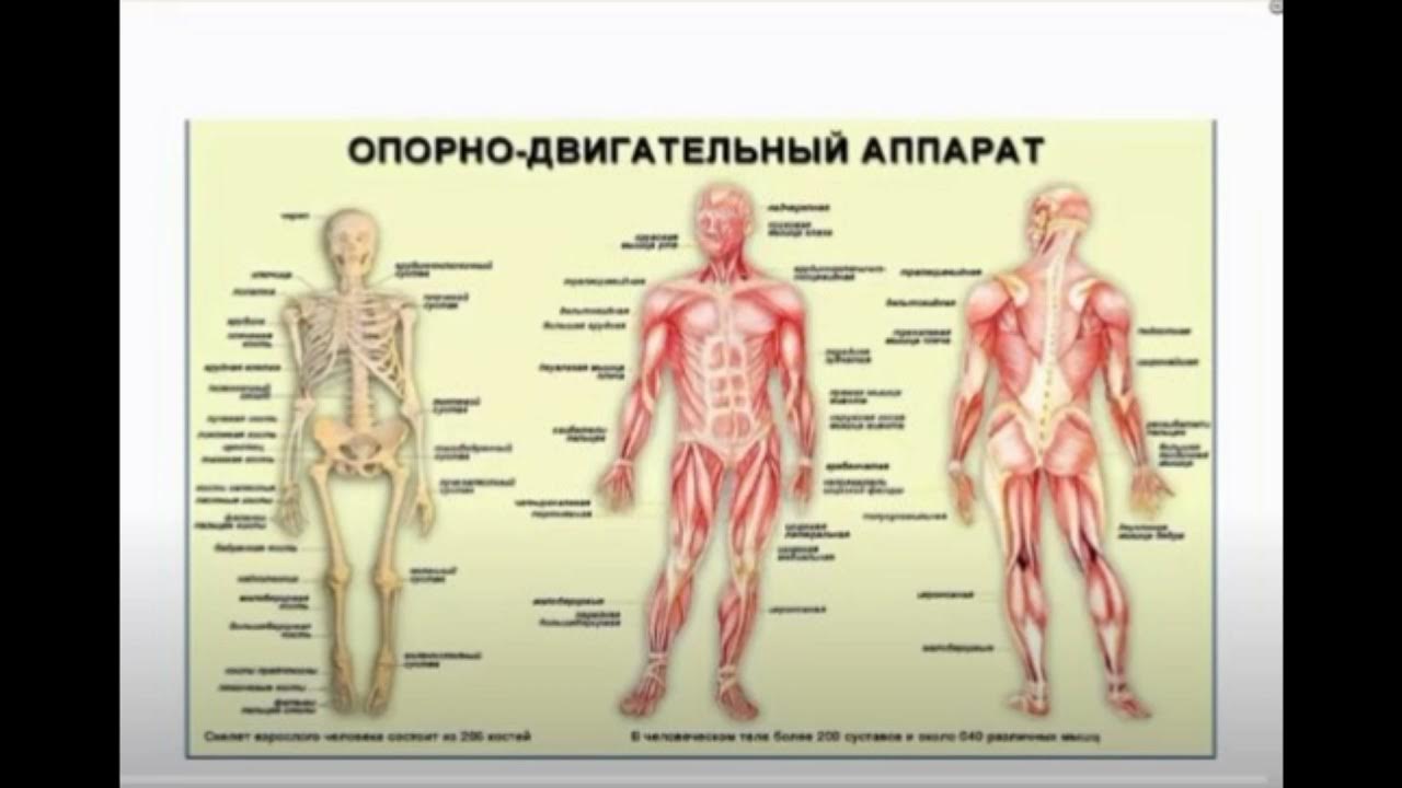 Двигательная структура