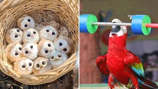 Smart And Funny Parrots Parrot Talking Videos Compilation (2022)  Cute Birds #2