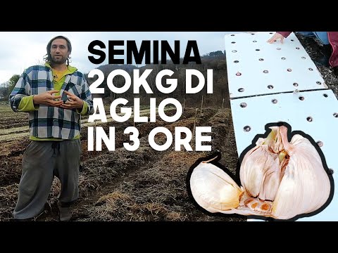 Video: Batteriosi Dell'aglio