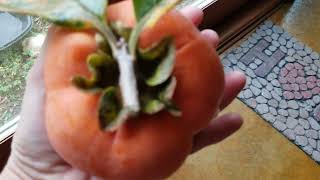 Jiro Persimmon ....4 inches