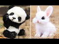 Cute baby animals Videos Compilation cute moment of the animals - Cutest Animals #41