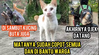 KUCING BUTA NUNGGU OJEK MAU PERGI HIDUP BARENG DENGAN CATS LOVERS TV