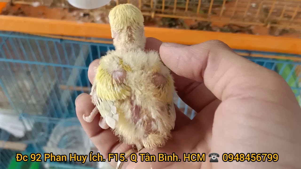 Tách 🐦 Vẹt Lovebird Con 🐦 Ra Khỏi Mẹ Để Huấn Luyện Ở Với Con Người ( đã