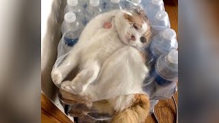 You will get STOMACH CRAMPS from LAUGHING SO HARD! - Funny ANIMAL VIDEOS compilation