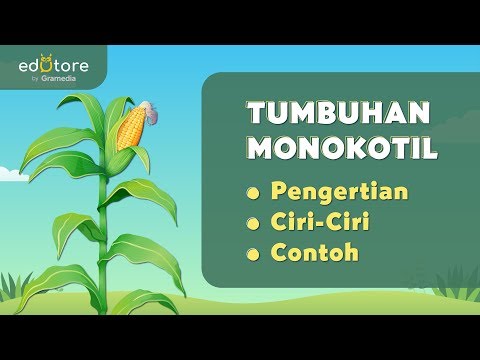 Video: Tumbuhan monokotiledon: asal usul dan ciri-ciri kelasnya