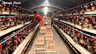 How to feed laying hens that harvest millions of eggs  Breeding chickens  Meat plants