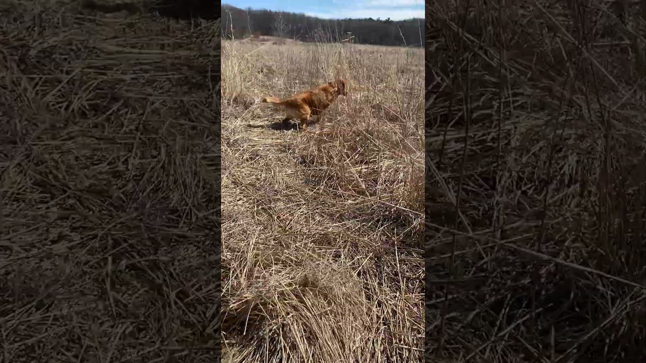 NOVA SCOTIA DUCK TOLLING RETRIEVER UPLAND HUNTING