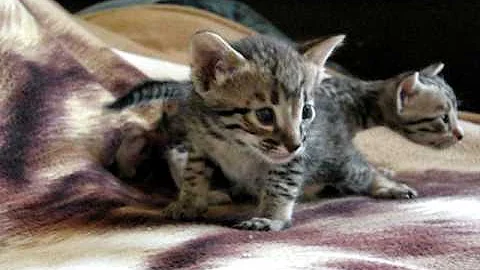 Watch the video about F6 Savannah Kittens- Cocoa and Buzz