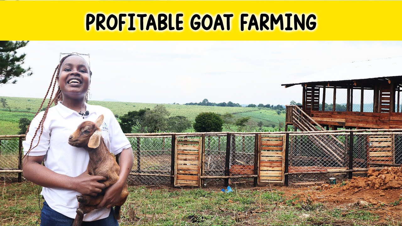 Как мы воплотили в жизнь проект по содержанию 200 коз на свободном выгуле | 2026