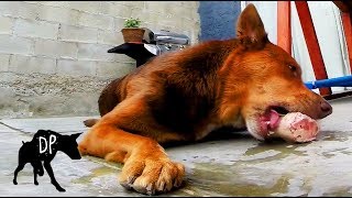 Can dogs eat raw pork? | Raw Fed Dogs Can Dogs Eat Raw Pork