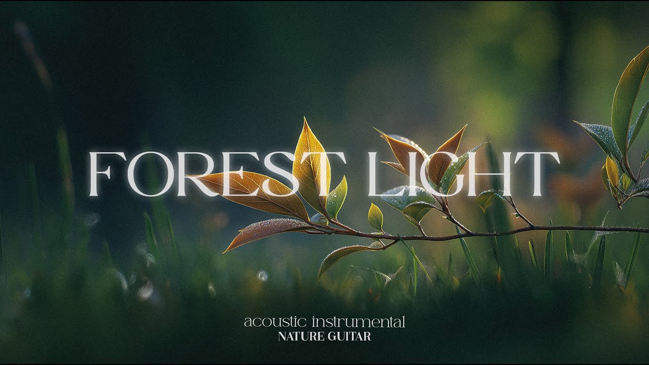 FOREST LIGHT | Slow Acoustic Guitar for Forest Stillness