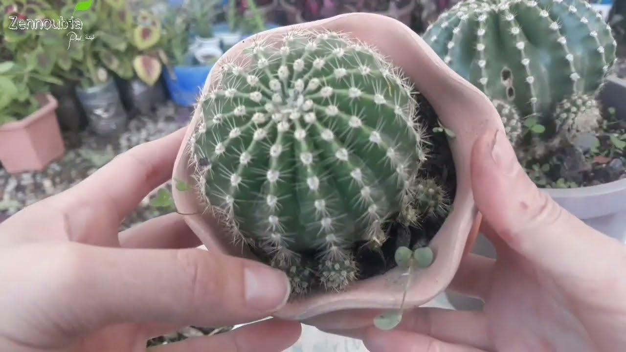 اكثار وزراعة نبات الصبار الاكينوبسيس   (عمة القاضي ,صبار القنفذ) بطريقة سهلة