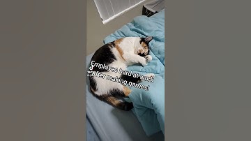 Cat makes games! #gamedev #indie #indiegamedev #lgbtq #tactical #rpgmaker #kickstarter #game #indie