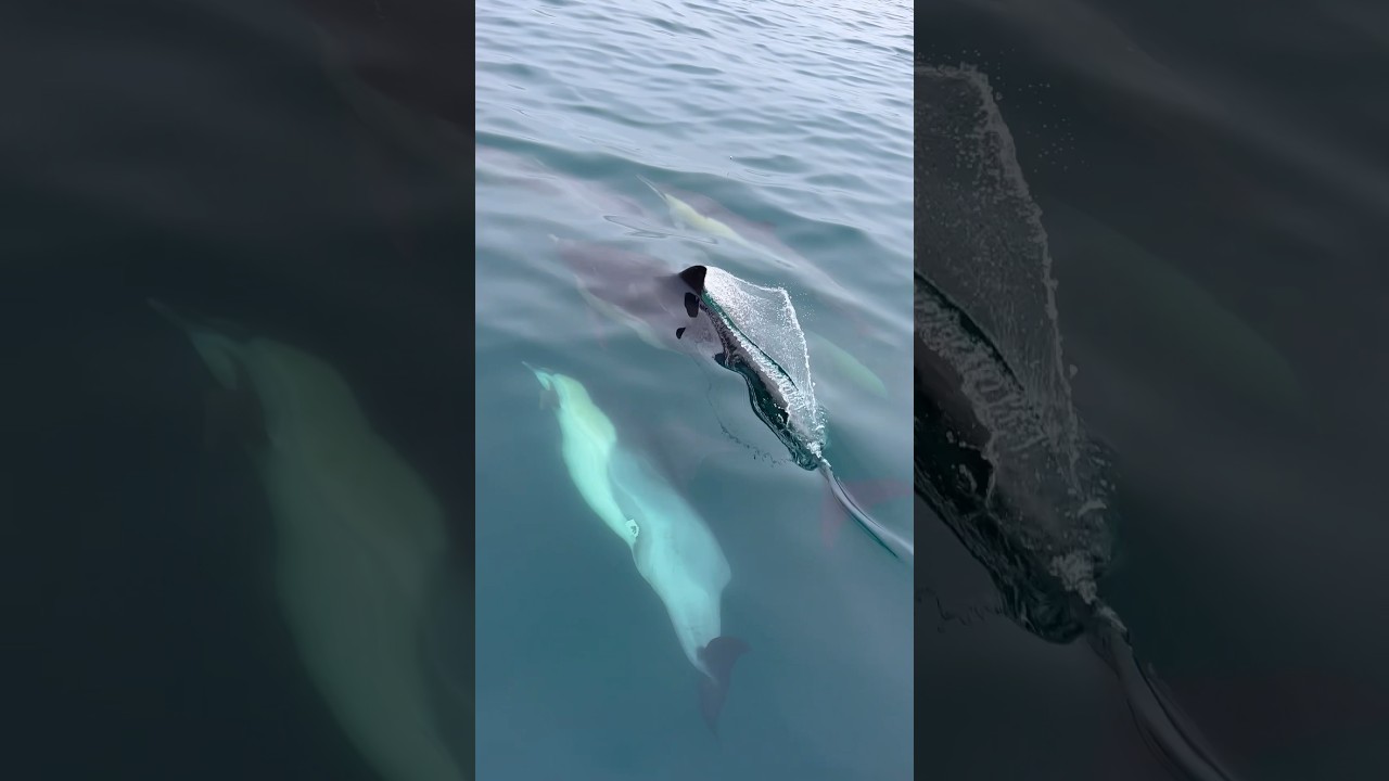 Thousands of dolphins 