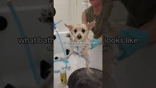 Just a little bath time from start to finish 🛁🐾 no music, just Yuzu and me!