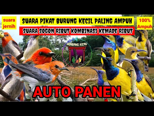 SUARA PIKAT BURUNG KECIL PALING AMPUH‼️KOMBINASI SUARA SOGON RIBUT DAN BURUNG KEMADE RIBUT class=