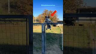 Animais que escaparam no último segundo #curiosidades #animais #bichos