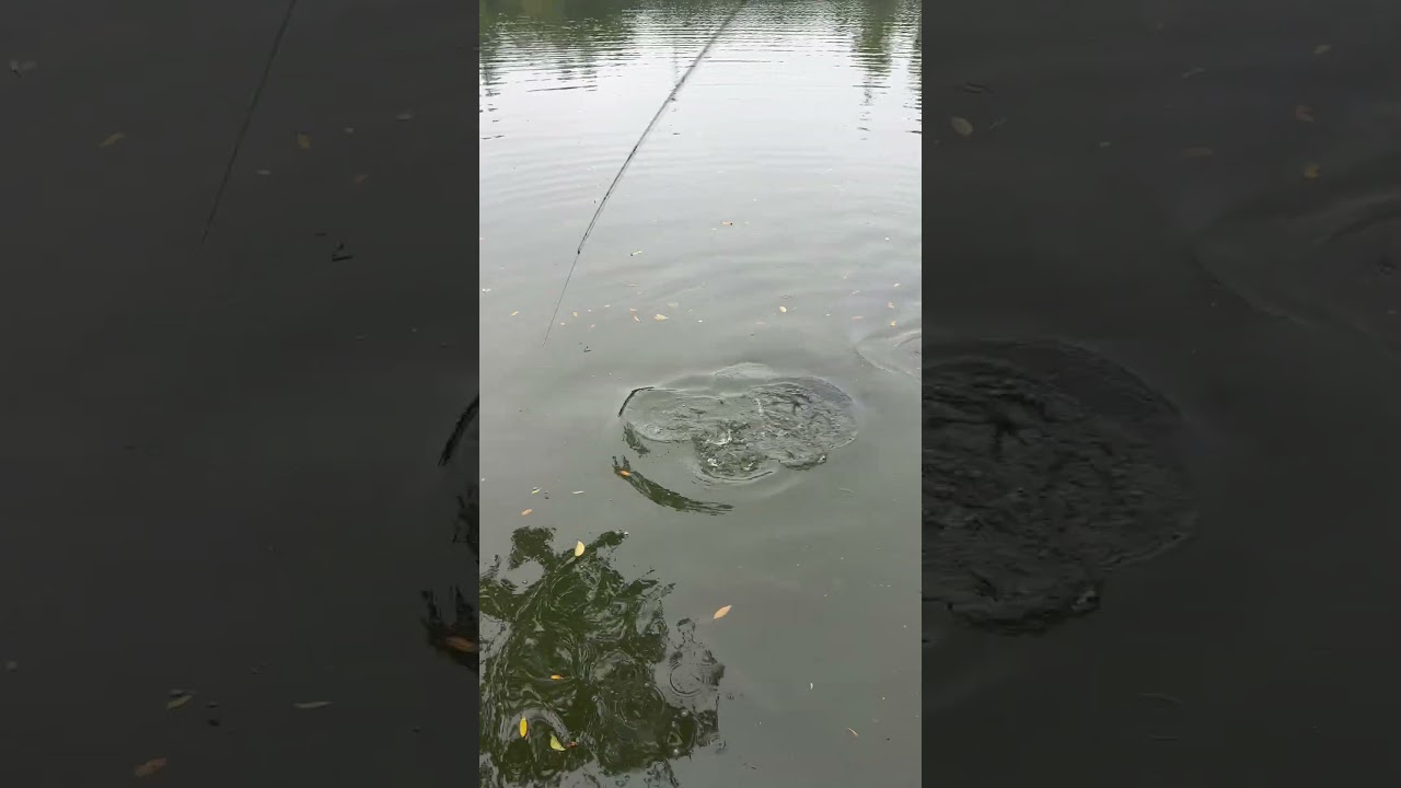 Pesca de Fly - Fisgada no visual 