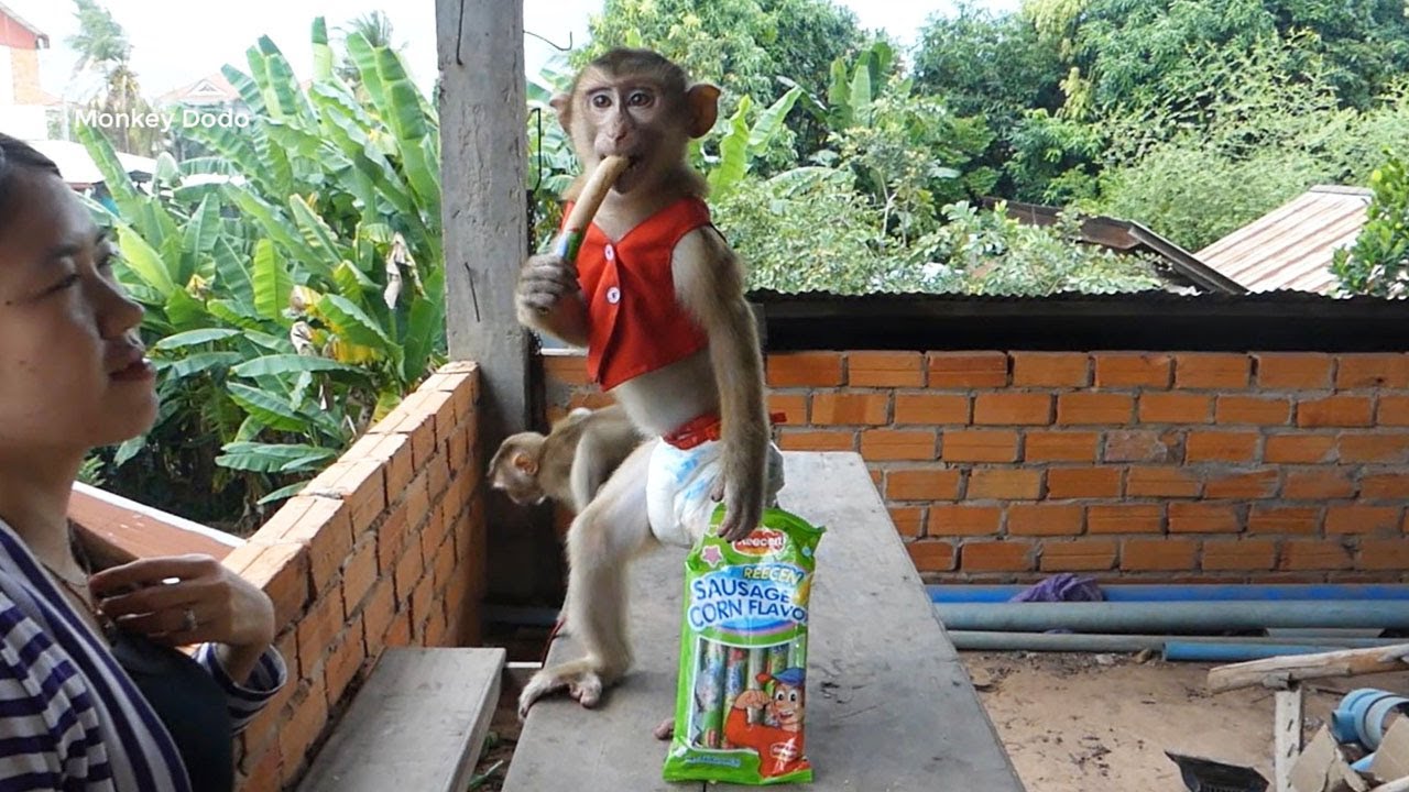 Oh Wow...Cute Monkey Dodo Standing Eat Sausages