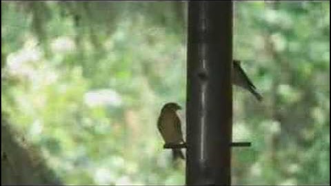 MPEG-4, 500kbps with Streamclip