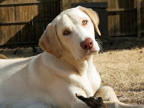 Видео: Лабрадор Retriever-ээр хэрхэн алхах вэ