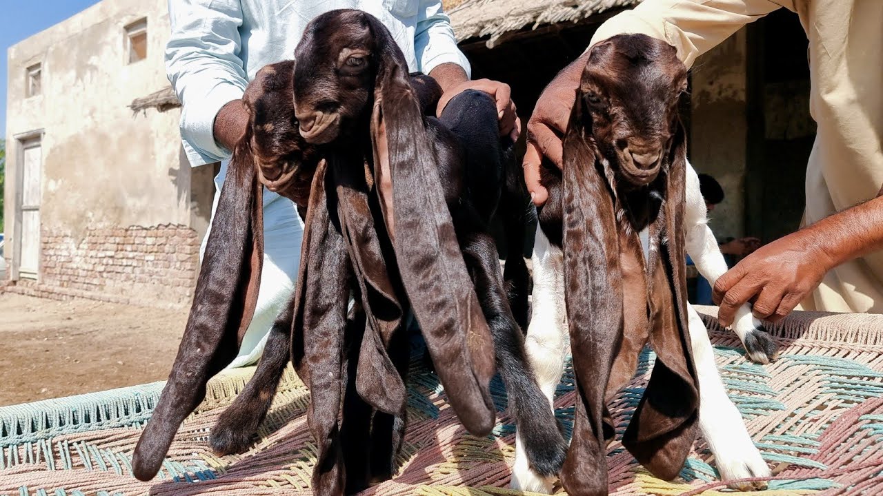 Cute Goat Kids | Complete Documentary