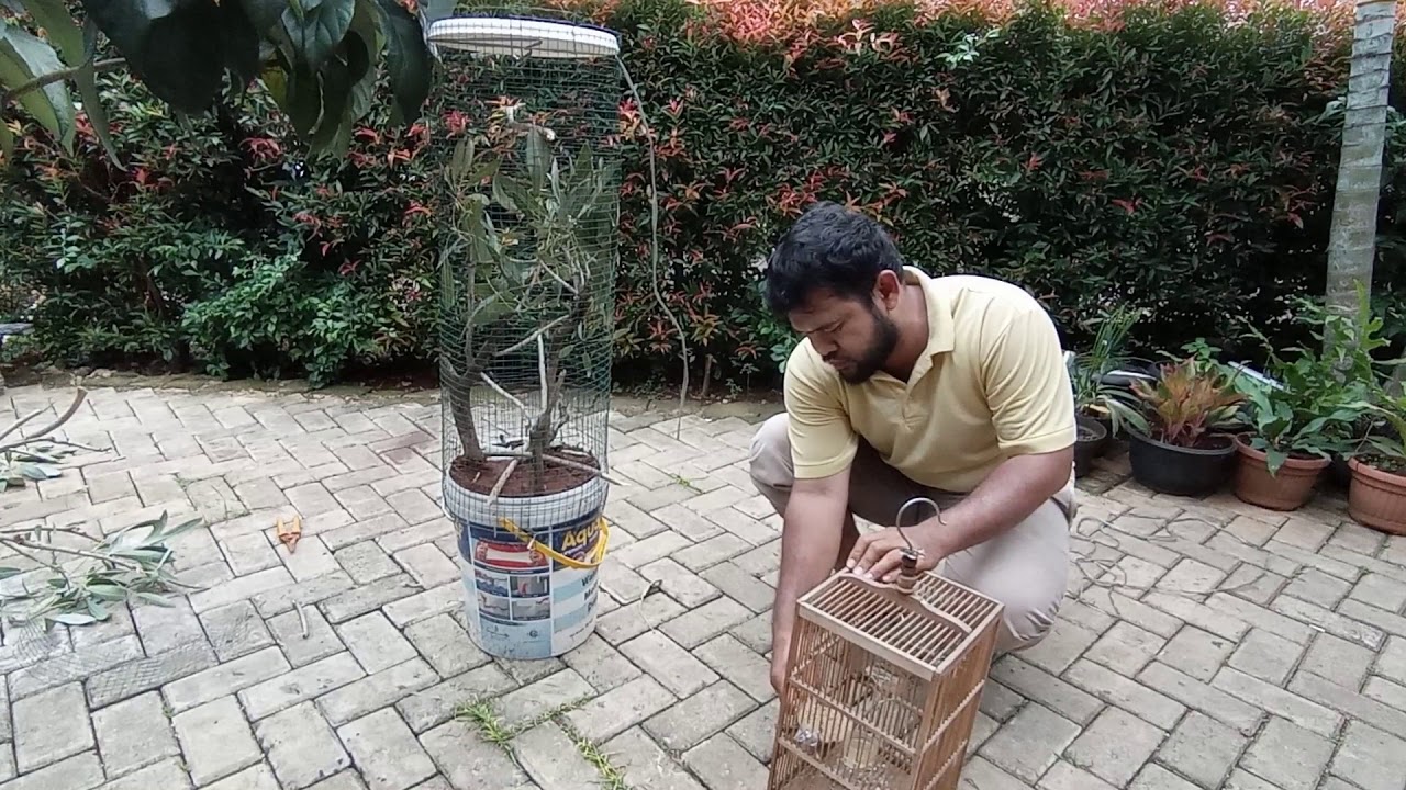 Gallery Detail: Mini Aviary Set Up Home Aviary Bird Aviary Burung Kerak