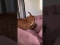 朝から戦う