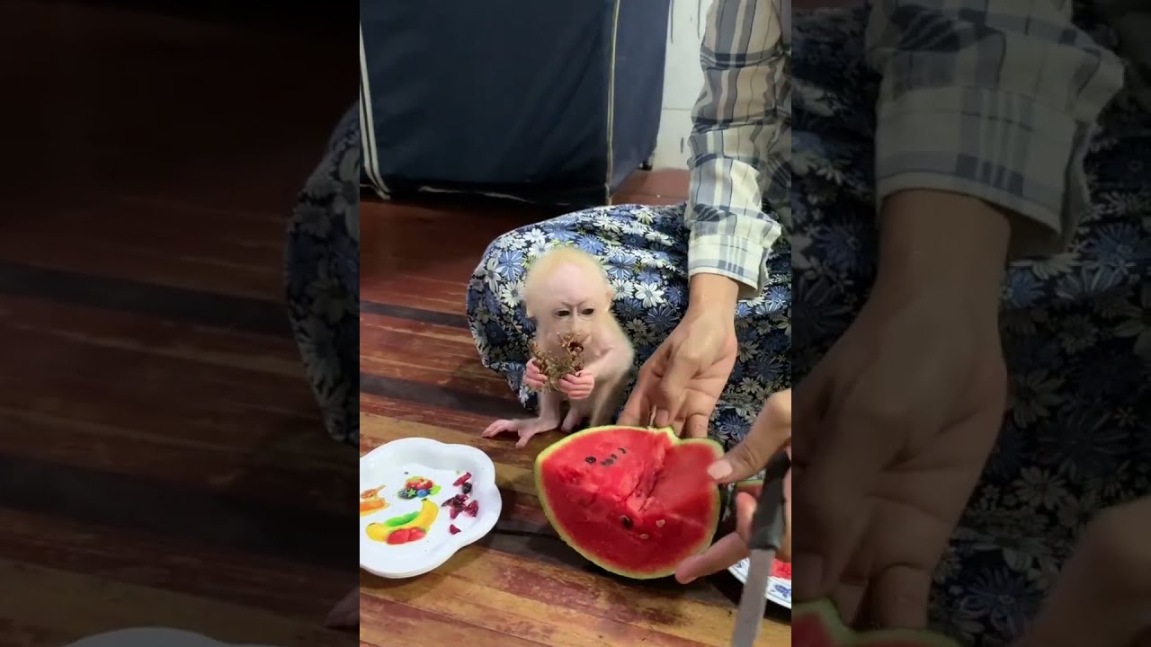 Cute Baby Monkey Tries Watermelon for the First Time 🍉 | Sweet & Funny Moment